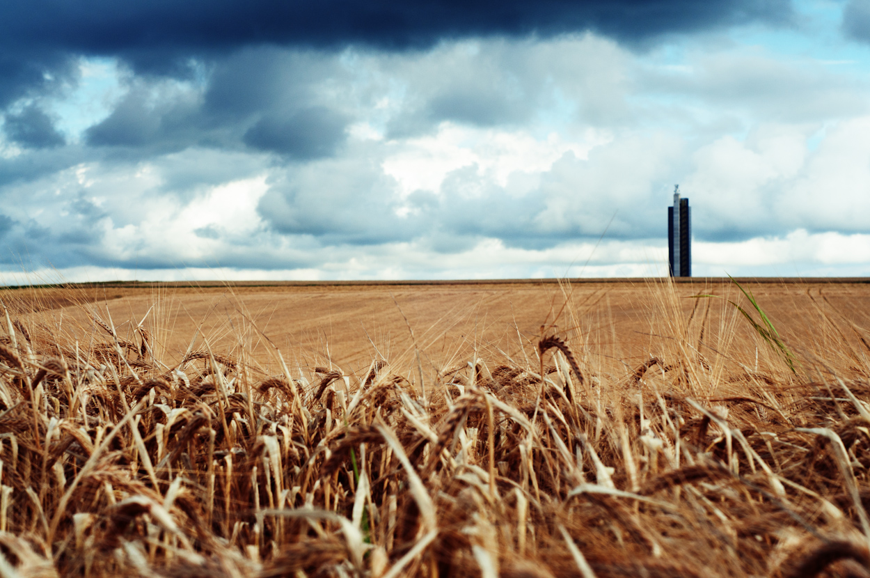 “Six Wheat Stories” by Emily Ruth Taylor