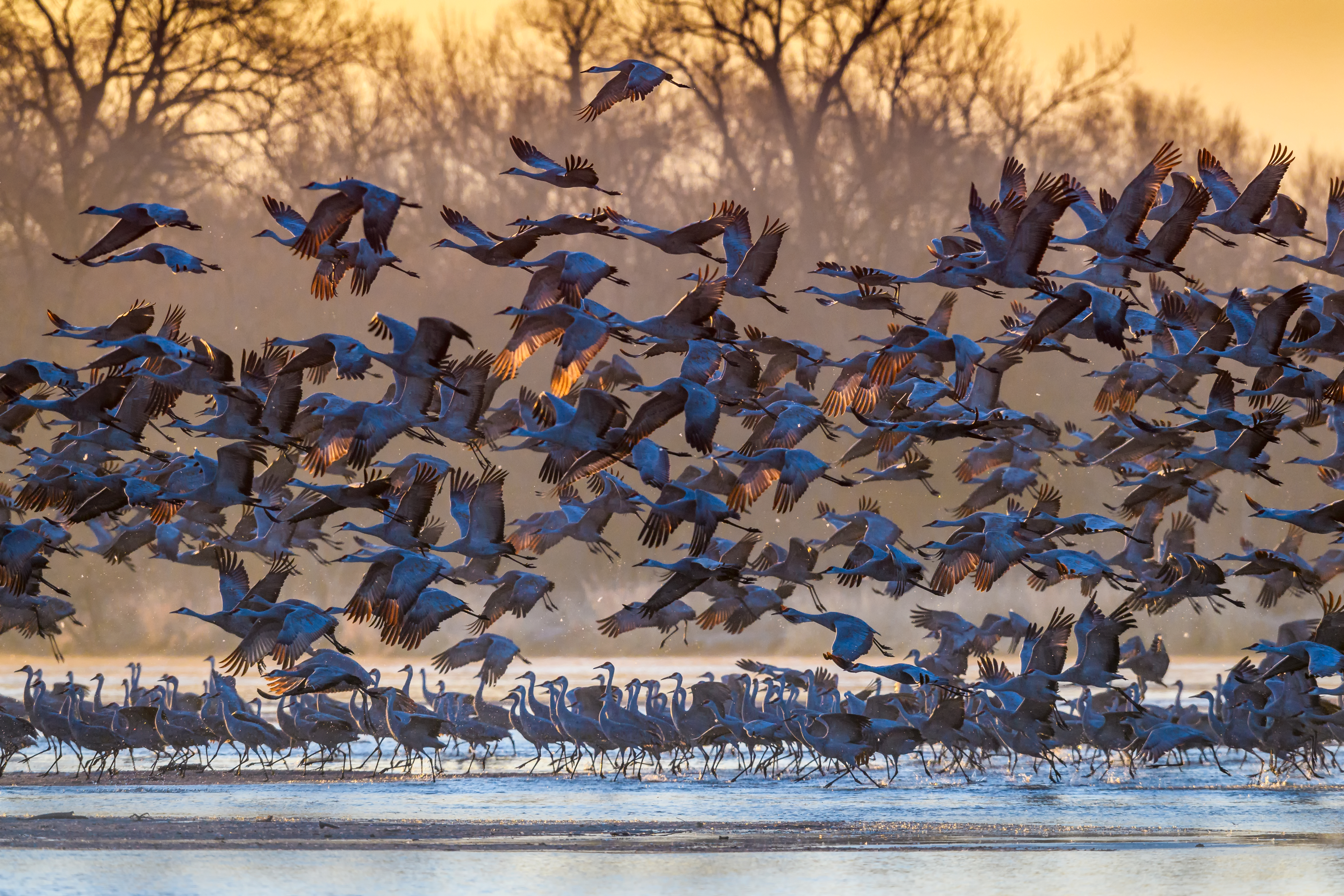 “What Do Birds Do When Bombs Go Off” by Shah Tazrian Ashrafi