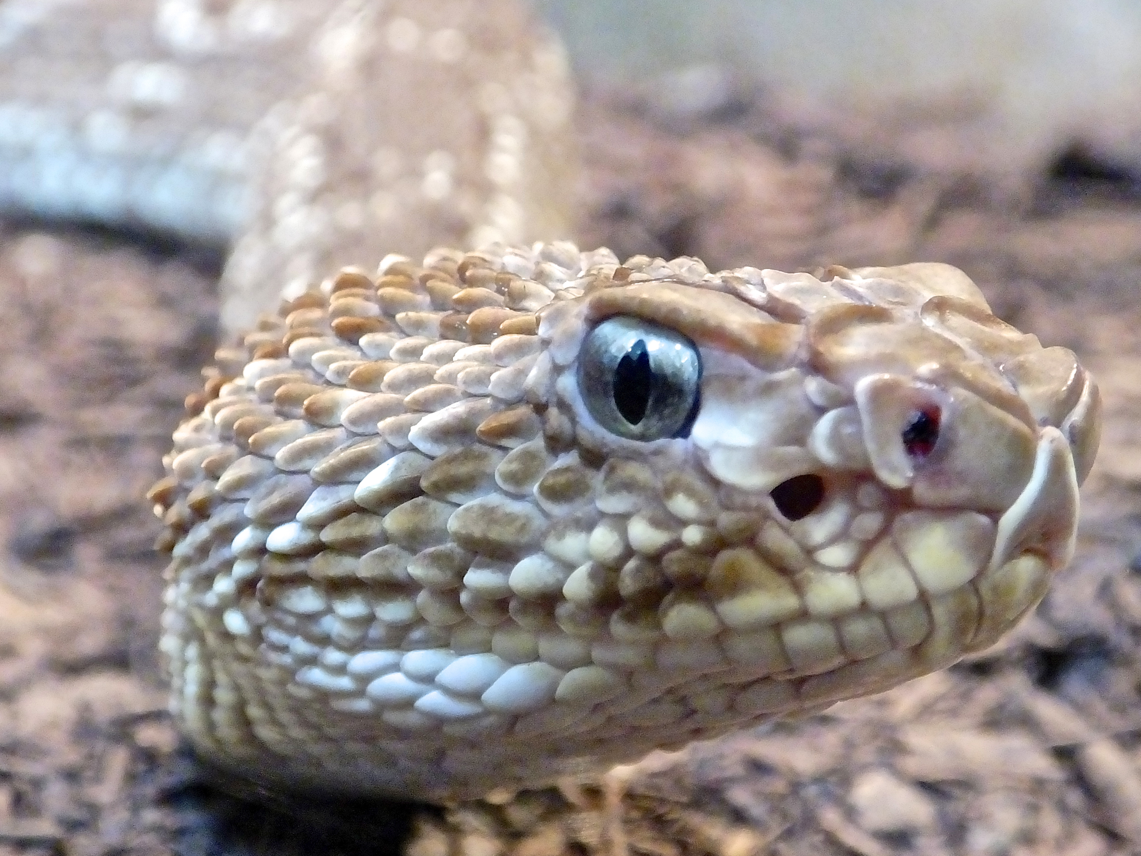 “Arizona Rattlesnakes” by E.G. Farrelly