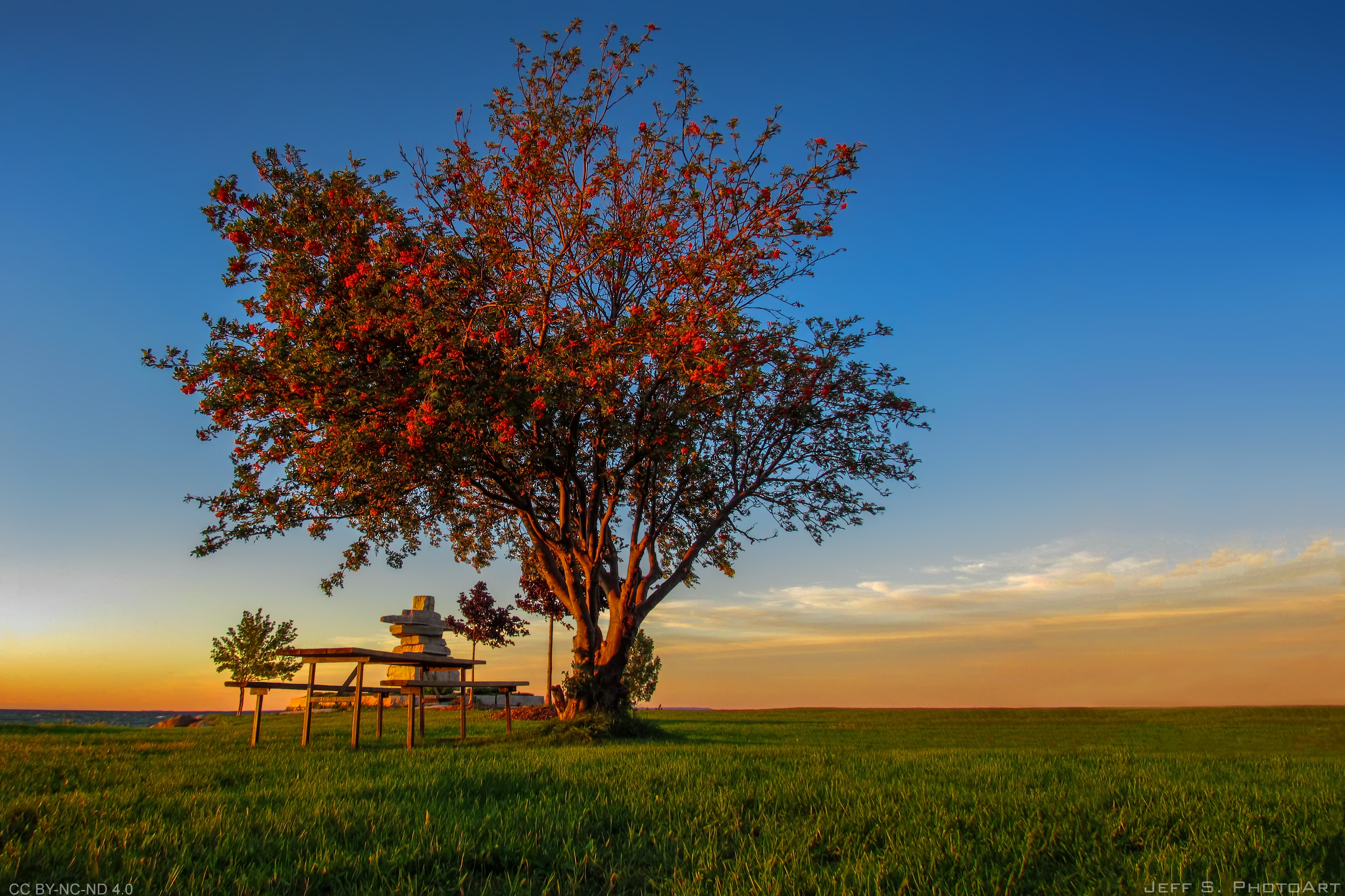 “Tree Song” by Melissa Reynolds