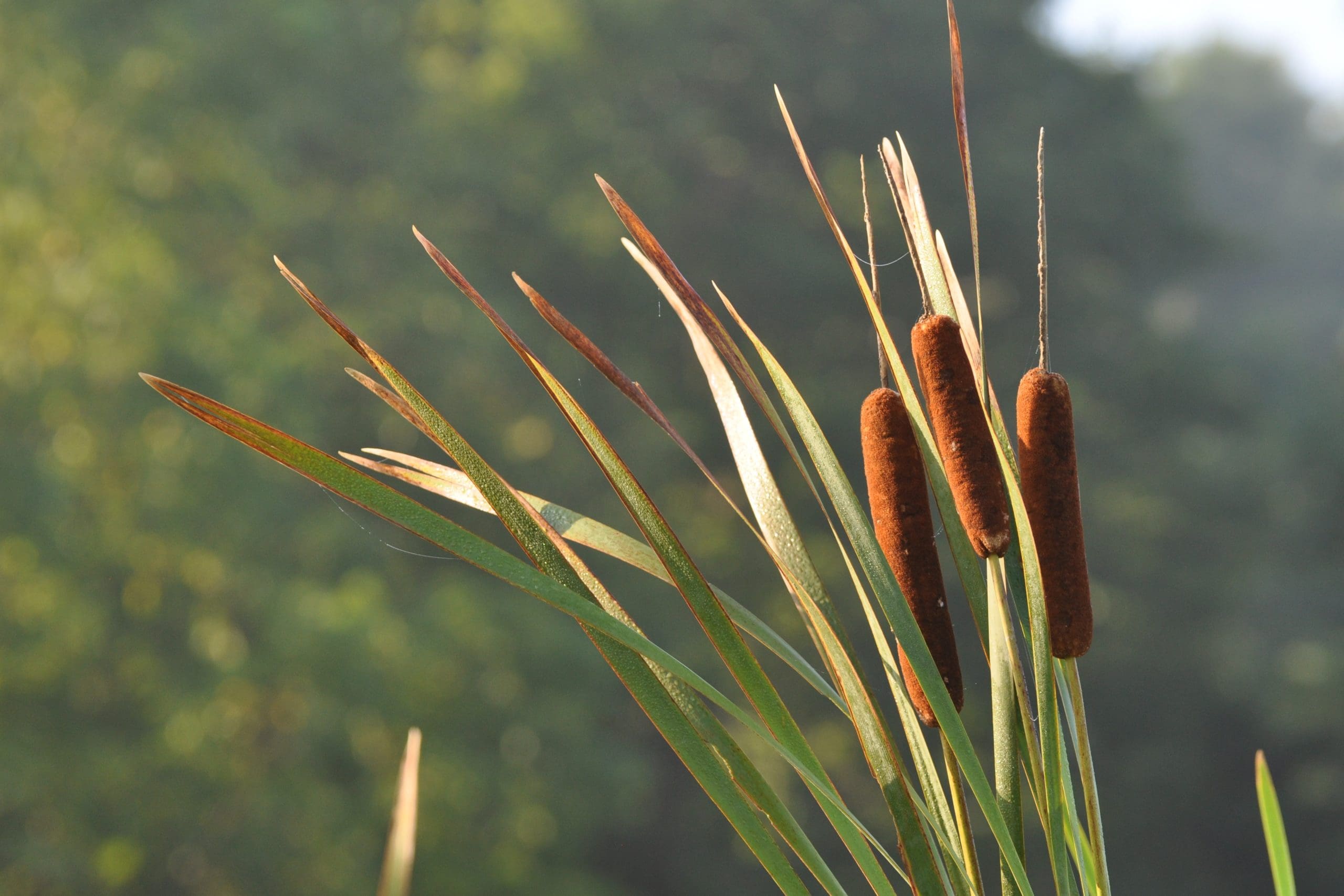 “Cattail Confessions” by Hannah Melin