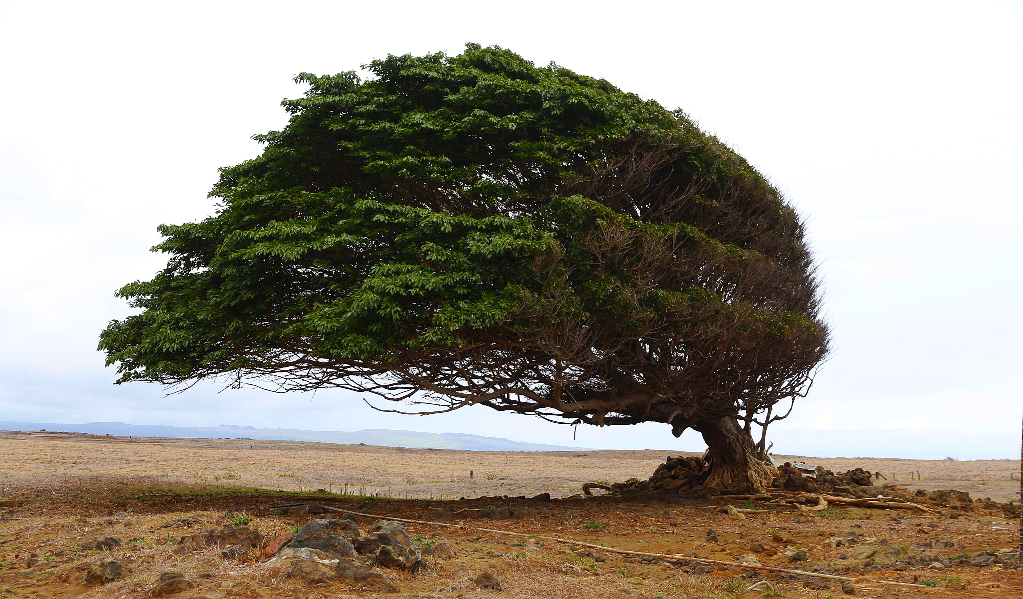 “The Destiny Tree” by Hibah Shabkhez