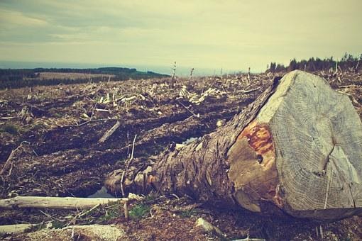 Nettle Fringed Earth by Melissa Reynolds