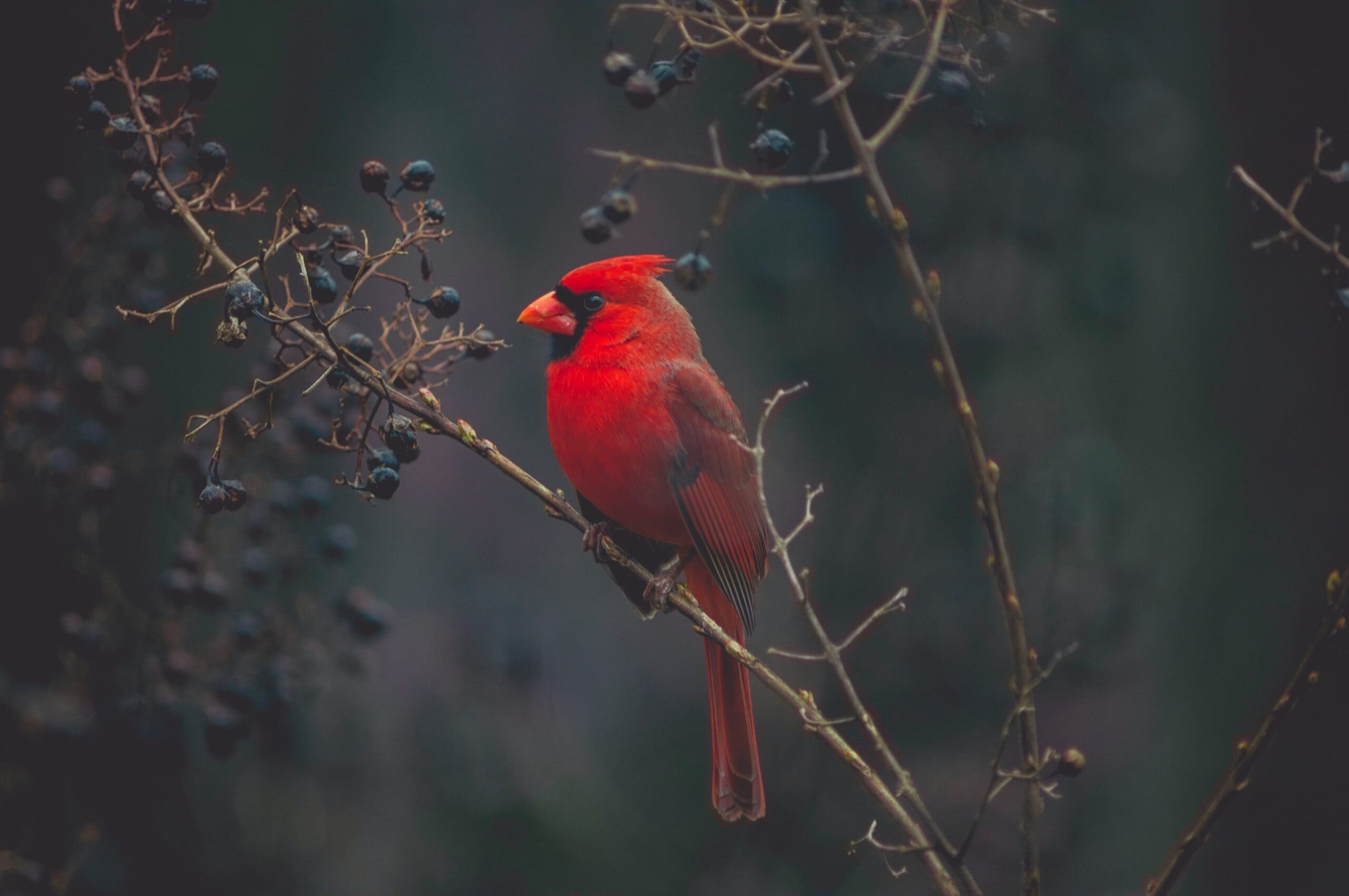 “Cardinal Sin” by Jennifer Fox