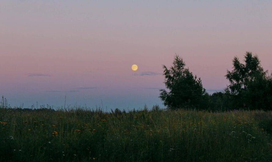 Field on Butternut by Max Newman