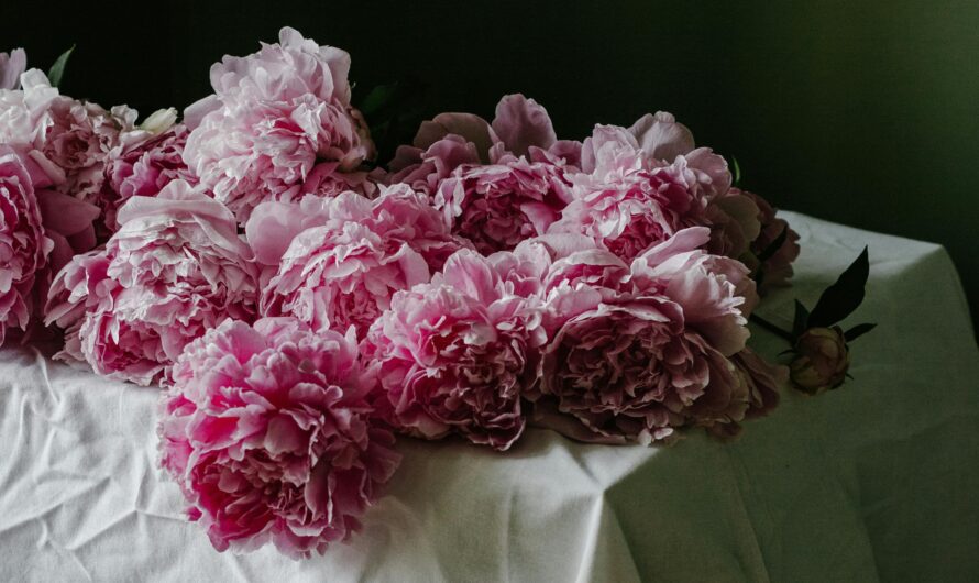 Peonies by Kevin Armor Harris
