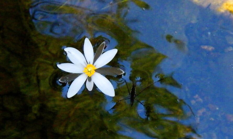 little mercies by Arushi (Aera) Rege