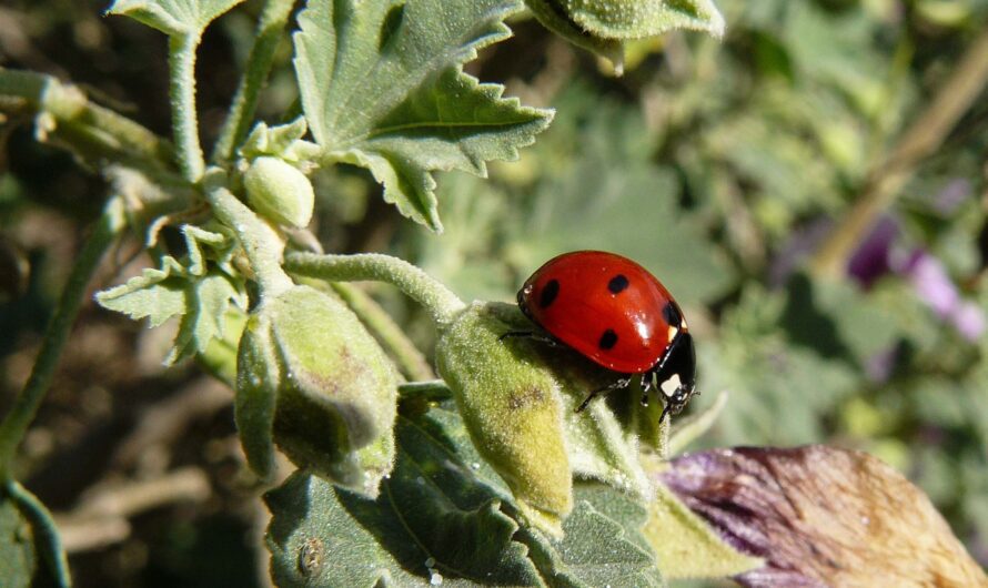 Bug Girl by Taylor R. Kelley