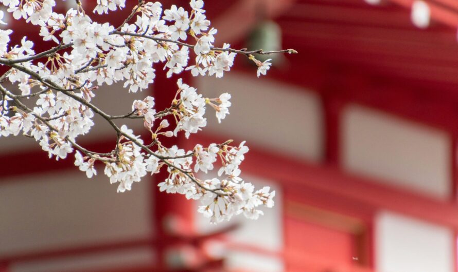 Of Plum and Cherry by Shannon Cates