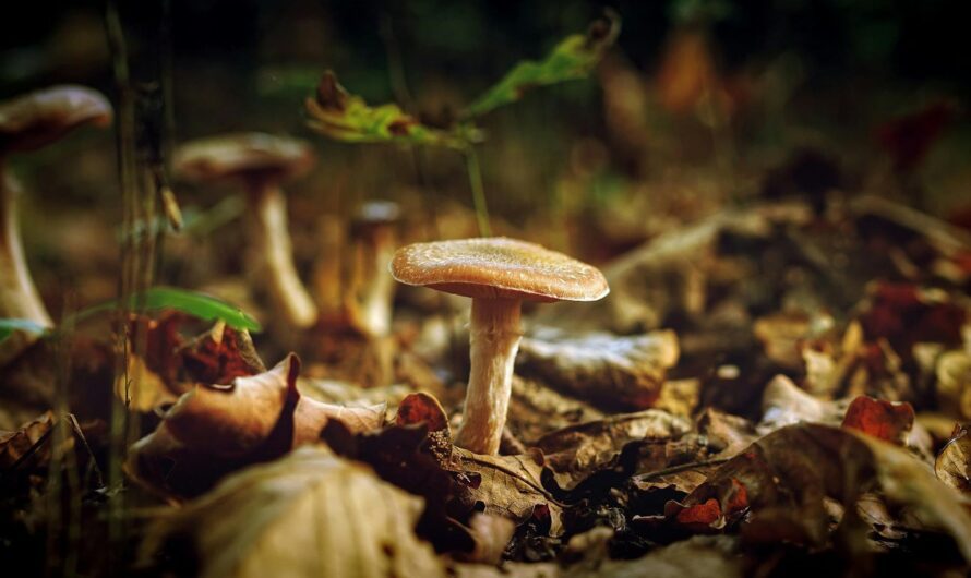 An Interstellar Genus of Needing by Nicholas Alti