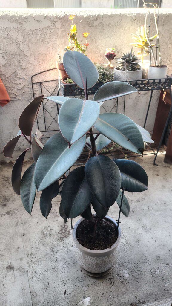 Elena’s rubber tree: A close-up, high-angle view of a healthy, dark-leafed Ficus elastica (Rubber Tree) plant in a textured grey and white ceramic pot, showcasing its glossy, deep burgundy and green foliage. There are other small succulents in the background.