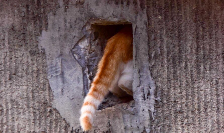 Lost and by Lara Waas