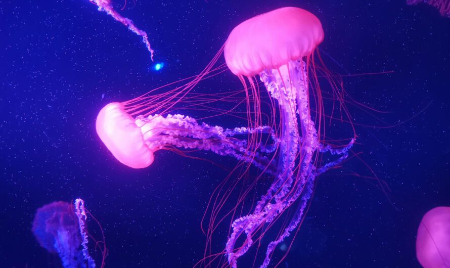 Turning 30, Motel Light, and Other Illusions by Rowan Tate