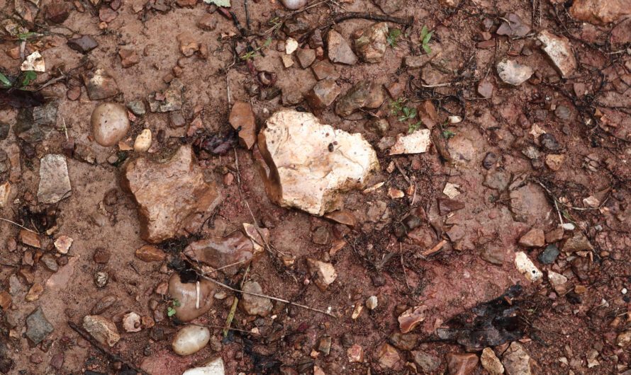 How to Make Friends with Grubs by Stephanie Jones