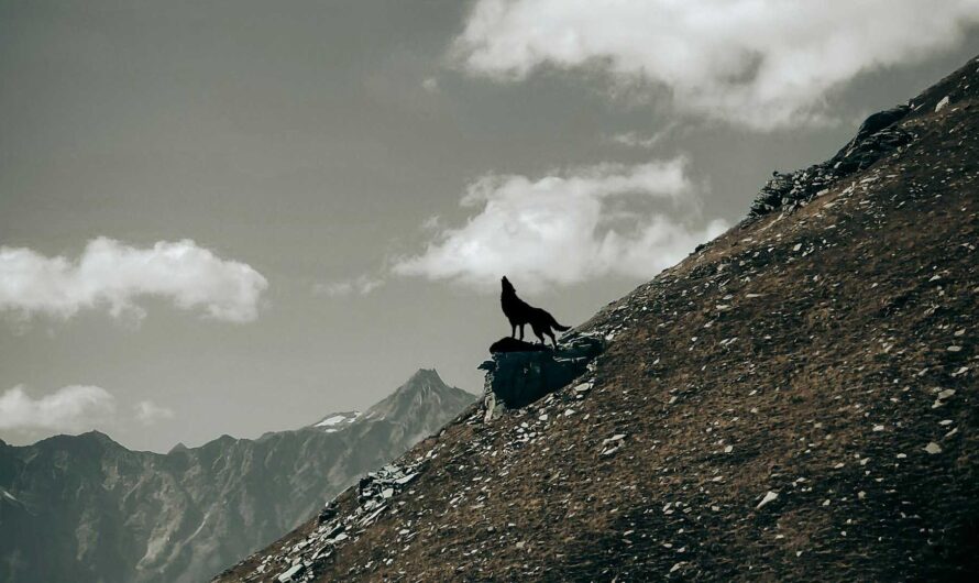 At the Edge of the Mountain by Marwa Radi Abu Raida