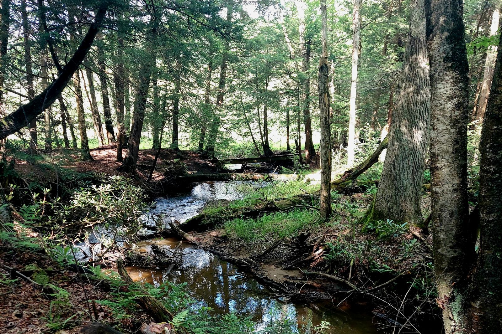 Picture of Cathedral State Park featuring a stream curving to the right and numerous green trees during a summer afternoon.