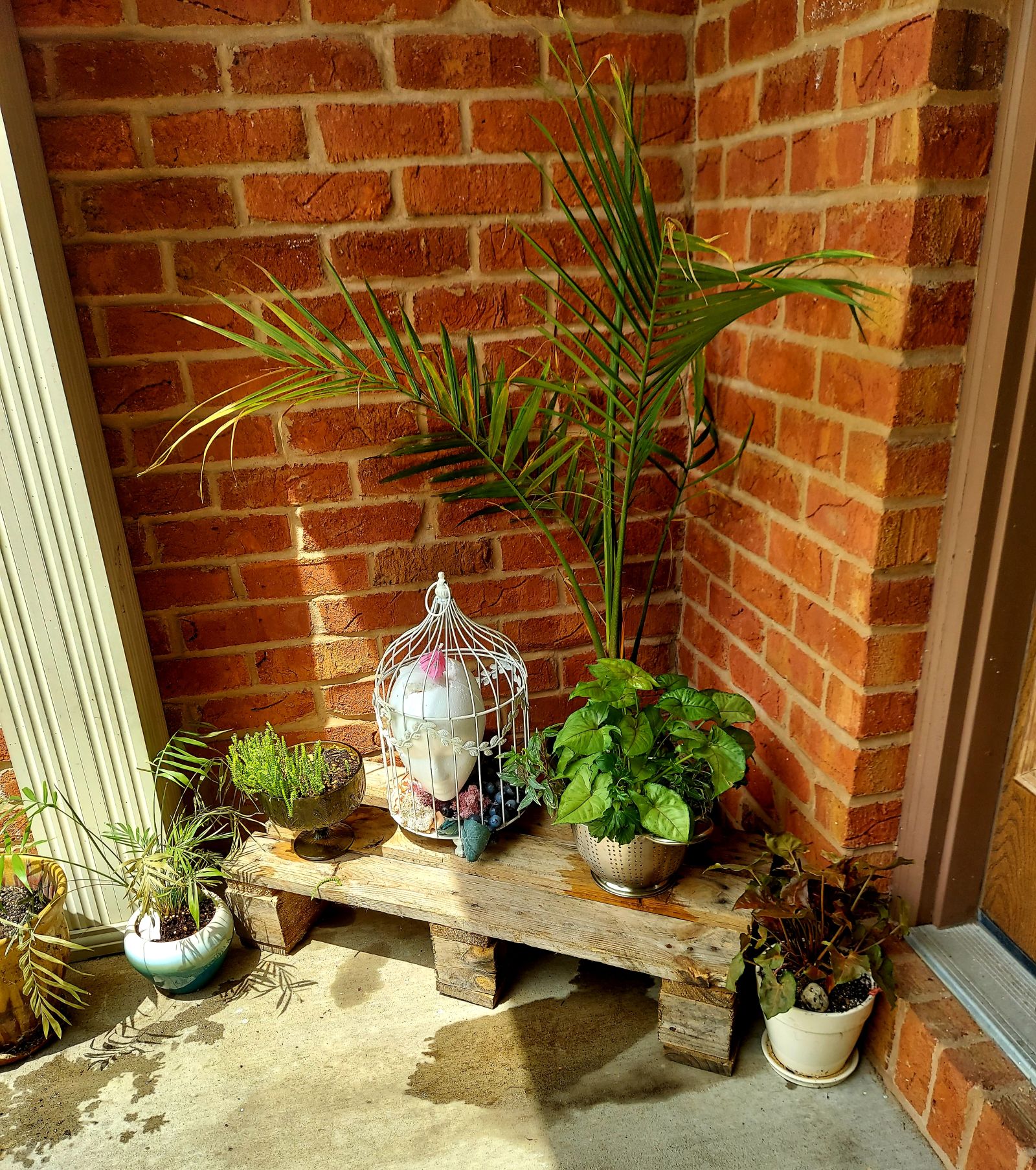 Corner of a red brick porch with a palm tree, arrowhead plant, and various other plants on a wood shelf with an artistic display of a mannequin head in a birdcage.  