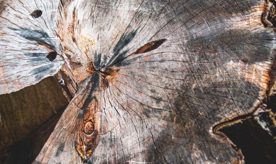 Woodcutter by JK Miller