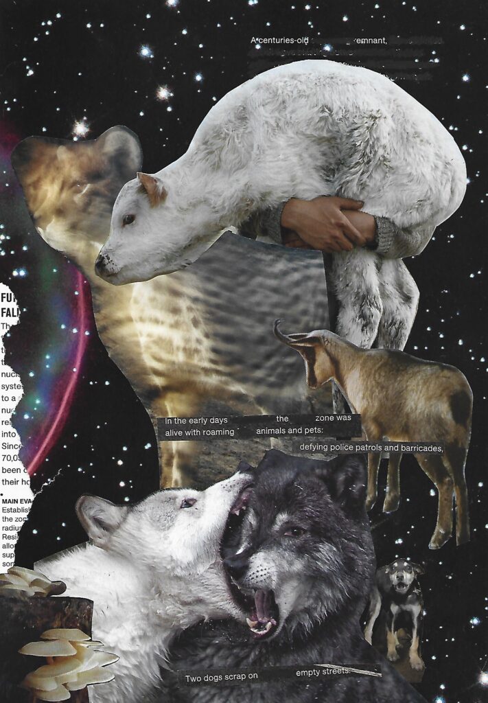 A collage made of magazine clippings. The background is a telescope image of a star field, with the round edge of a pink and green nebula on the left side. On top of this is a small, torn clipping of black and white text. Beneath that is a cutout of white mushrooms growing on a tree stump. Down the center are more cutouts. From top to bottom: a white baby cow being held with just the hands of the person visible, a slightly blurred and desaturated cheetah, a black and grey goat with horns, a white wolf biting the face of a black wolf that is also baring its teeth, and a small black and tan dog mid-bark. The found poetry reads: "A centuries-old remnant / In the early days the zone was alive with roaming animals and pets / Defying police patrols and barricades / Two dogs scrap on empty streets".