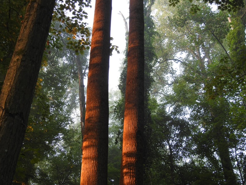 Hazy warm light filters through a forest. Trees are lush and green, and two trees in the center of the photo are cast in orange sunlight.
