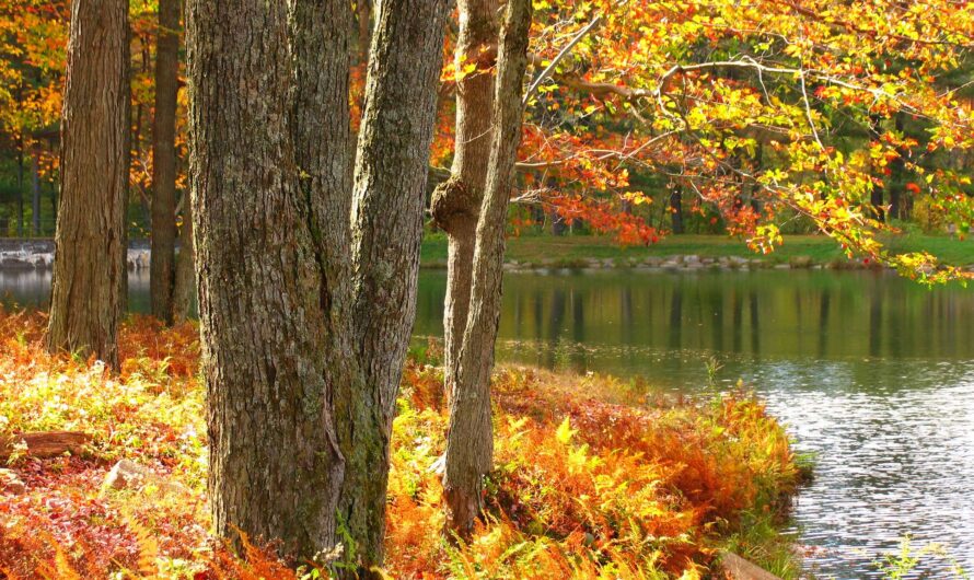 260 Miles, as the Crow Flies, Between Greenfield, Massachusetts and Rochester, New York by Laura Sackton